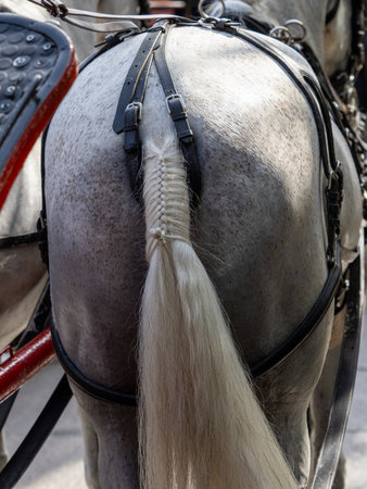 Detail of the saddlery for horse carriage hitches in its finish on the tail. And ponytail fixed for event.の写真素材