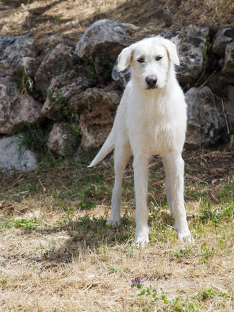 Portrait of Valdueza Montero hunting dog, a new pure Spanish native breed