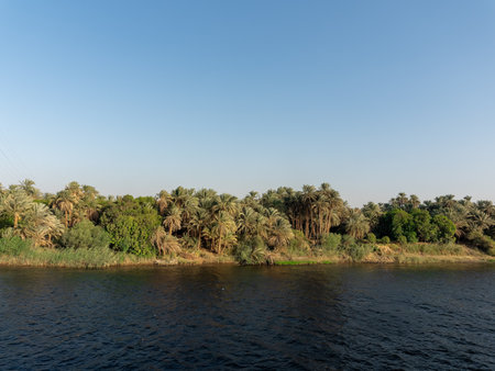 View of a rural image with palm forest of the rich bank of the great river Nile Egyptの写真素材