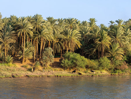 View of a rural image with palm forest of the rich bank of the great river Nile in Egyptの写真素材
