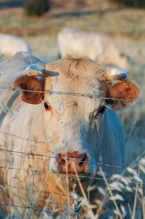 Cow-headed portrait in the field
