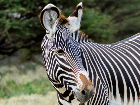 Grevy zebra, safari in Samburu National Park in Kenya.の写真素材