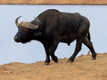 African buffalo next to the Lake in Aberdare National Park in Kenya