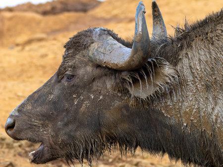 African buffalo next to lake in the Aberdare National Park in Kenya