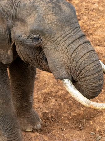 Adult elephant in Aberdare Park, Kenya