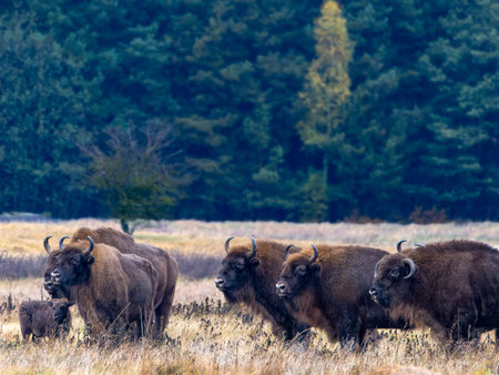 Components of a herd of European Bison in the Bialowieza National Park in Polandの写真素材