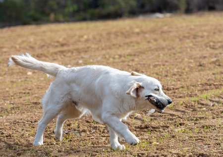 Purebred golden retriever dog in the field running with a hunting piece in his mouth