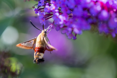 macro of a hummingbird hawk-moth on a flower from the sideの写真素材