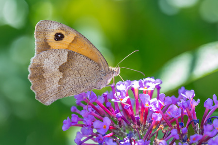 macro of a butterfly on a flower from the sideの写真素材