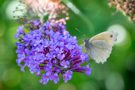 macro of a butterfly on a flower from the sideの写真素材