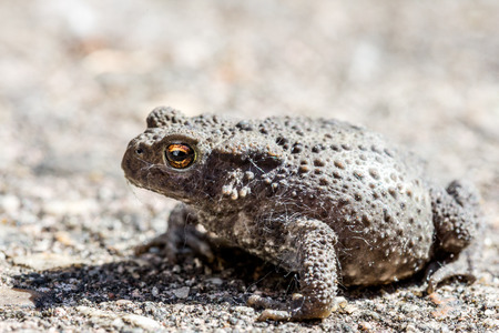closeup of a grey toadの写真素材