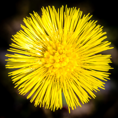 closeup of a yellow flowerの写真素材