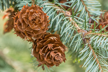 closeup of two coulter pines on a branchの写真素材