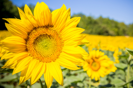 closeup of a sunflower with a field of sunflowers in the backgroundの写真素材
