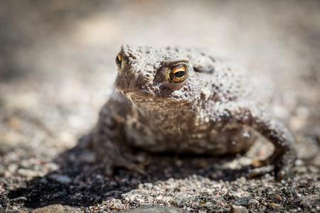 closeup of a grey toad, shallow DOFの写真素材