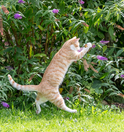 red cat jumping, trying to catch a butterflyの写真素材
