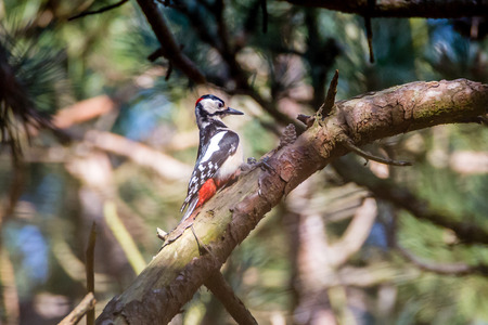 woodpecker on a branchの写真素材