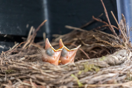two blackbird chicks screeming for foodの写真素材