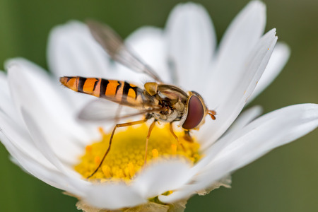 hoverfly on a daisyの写真素材