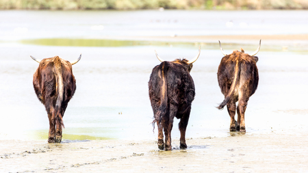wild cattle walking away on wet sandの写真素材