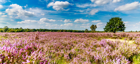 purple heath with a blue sky with cloudsの写真素材