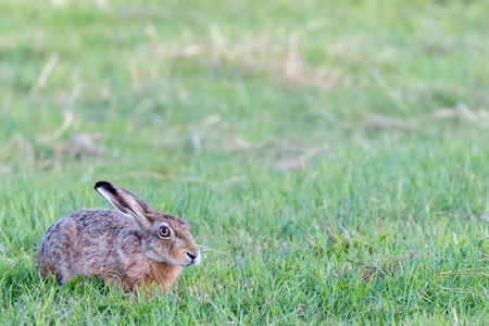 hare hiding in the grassの写真素材