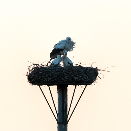 stork family on the nestの写真素材
