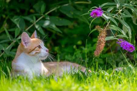 red cat lying in the grassの写真素材