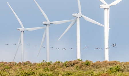 windmills on a row with birds flyingの写真素材