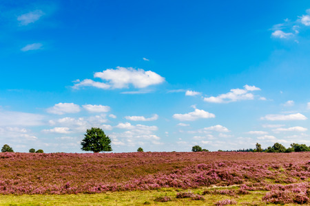 green tree in a purple heath with a blue sky with cloudsの写真素材