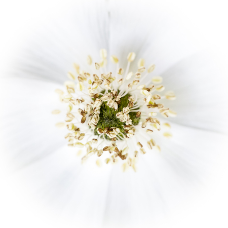 macro of the voice of a white flowerの写真素材