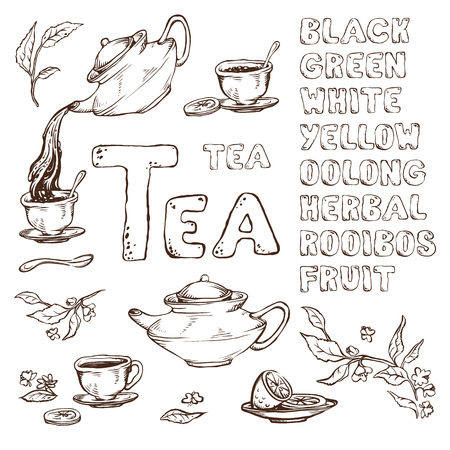 vector sketch of items for the tea ceremony. Teapot and cups, lemon. The names the different varieties drawn fontのイラスト素材