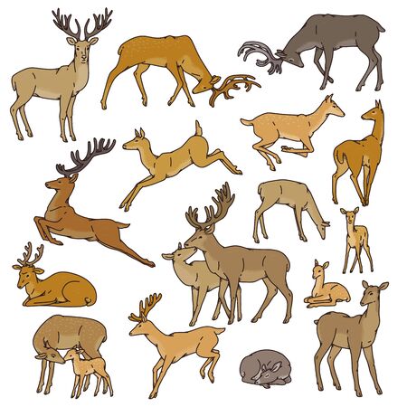Wild deer herd vector set males and females with babies jump, sleep and in other poses. Outline sketch illustration isolated on white background.のイラスト素材