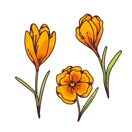 Crocus yellow flowers spring primroses set for design greeting card. Outline sketch illustration isolated on white backgroundのイラスト素材