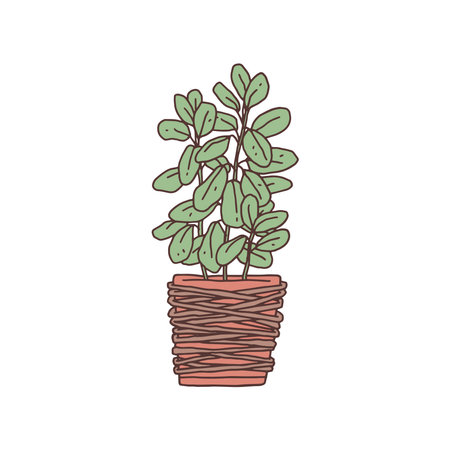 ficus houseplant. Indoor potted plant vector outline doodle illustration.のイラスト素材