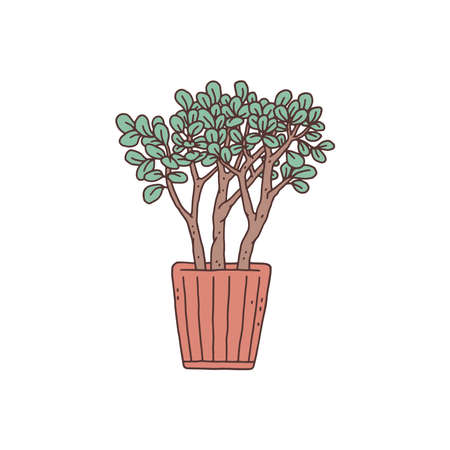 Crassula houseplant. Indoor potted plant vector outline doodle illustration.のイラスト素材