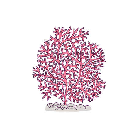Coral pink. Vector coralline reef ocean animal underwater life doodle line isolated illustration.のイラスト素材
