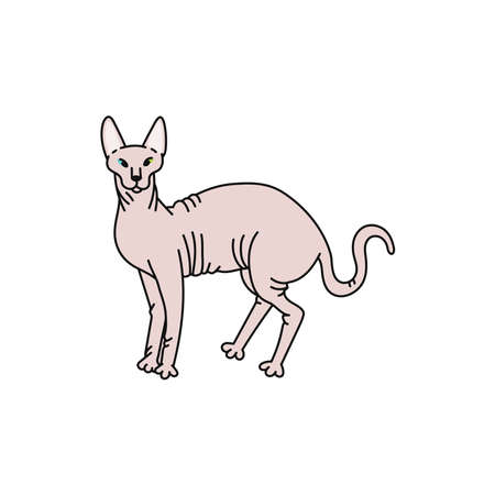 cat breed sphynx contour sketch doodle illustration.