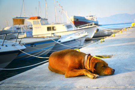 Aigina, Island Greece - homeless dog の写真素材