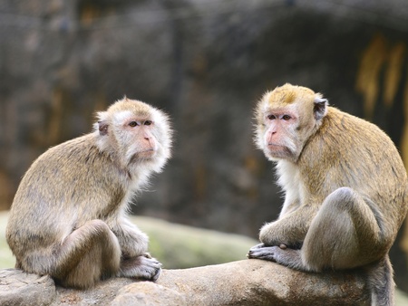 Two monkeys sit on rockの写真素材