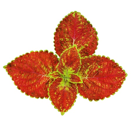 Isolated red leaves on whiteの写真素材