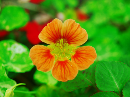 Flower in gardenの写真素材