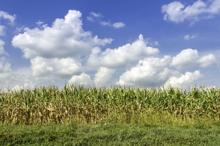 Country corn field against blue skyの写真素材