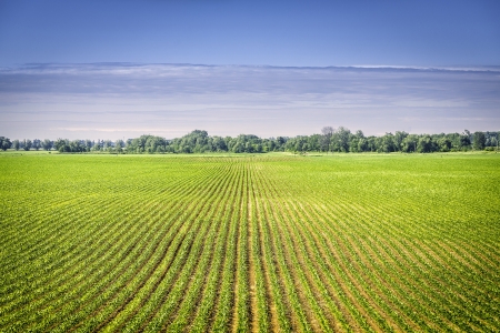 Organic farm land with green rowsの写真素材