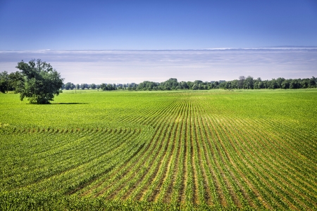 Organic farm land with green rowsの写真素材