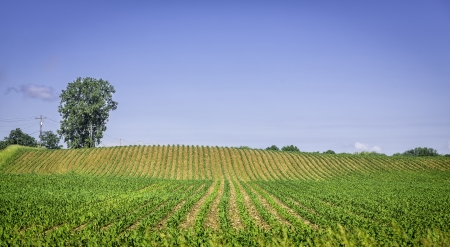 Organic farm land with green rowsの写真素材
