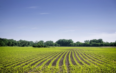 Organic farm land with green rowsの写真素材