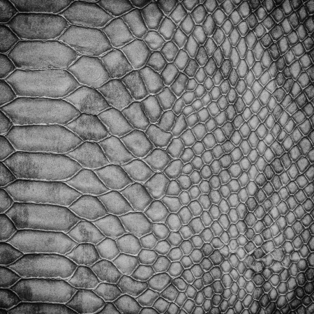 Crocodile leather texture background patternの写真素材