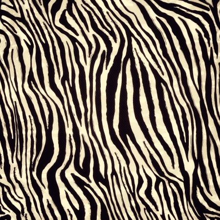 Zebra patternの写真素材