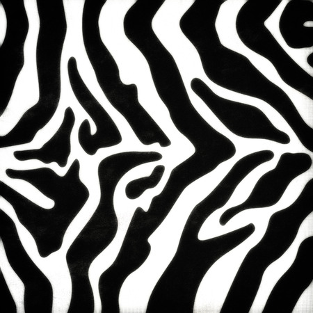Zebra skin pattern on paperの写真素材